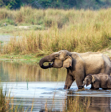 chitwan national park